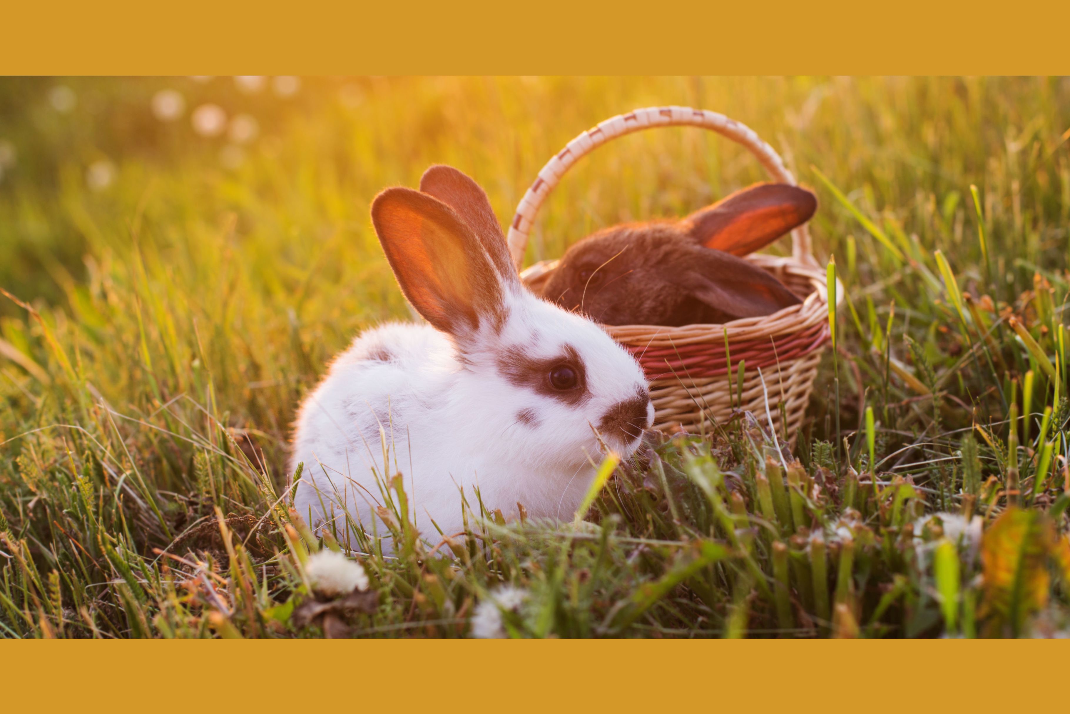 Osterhasen Voting Welches Kaninchen Erobert Ihr Herz