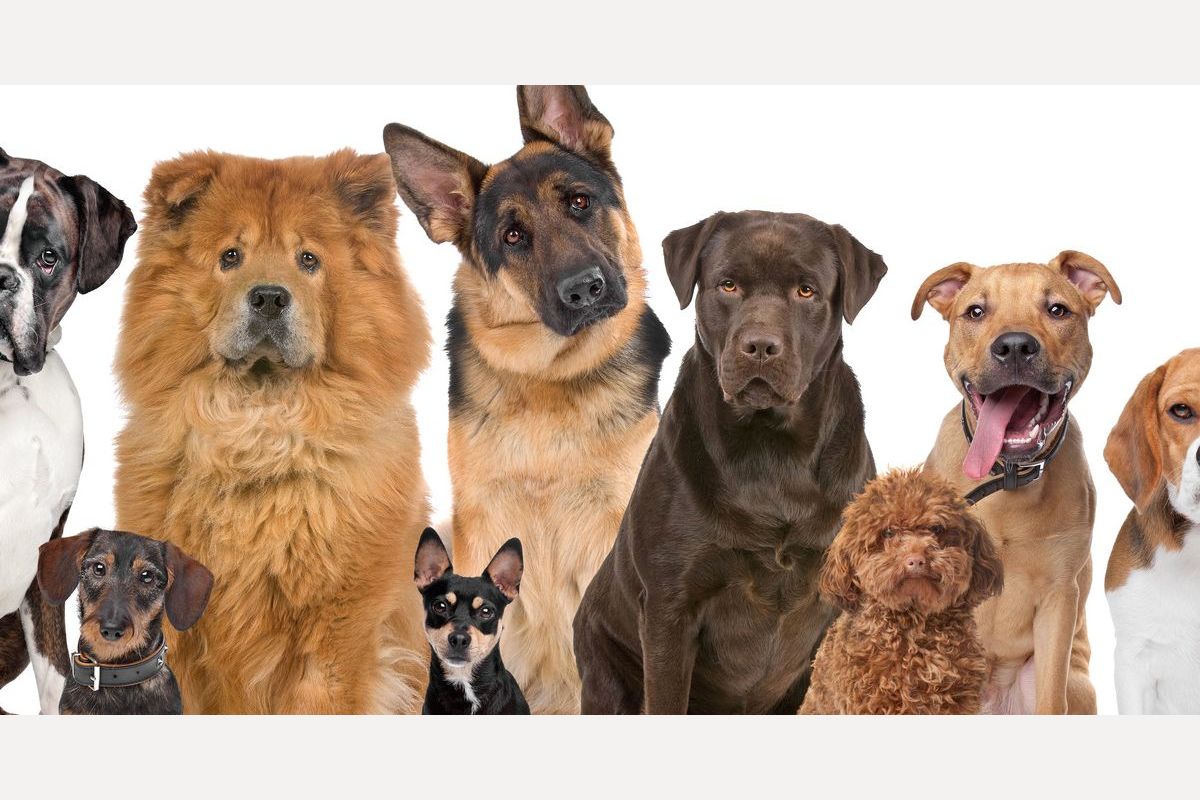 фото собак разных пород с названиями большие