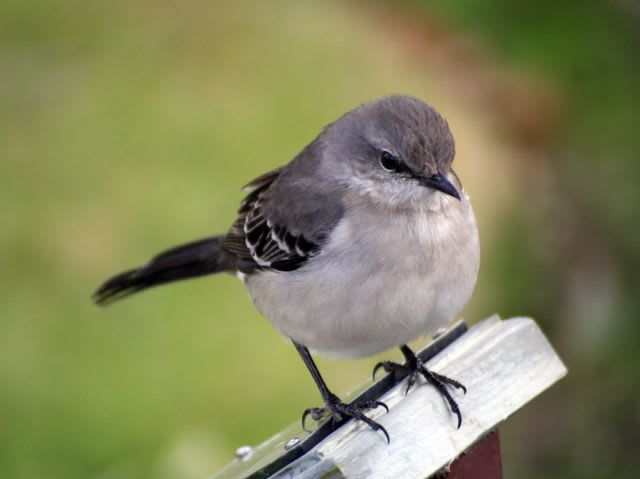 the common mockingbird also the state bird of arkansas mississippi tennessee and texas
