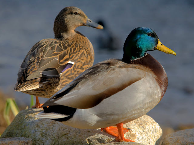 Are you male or female?