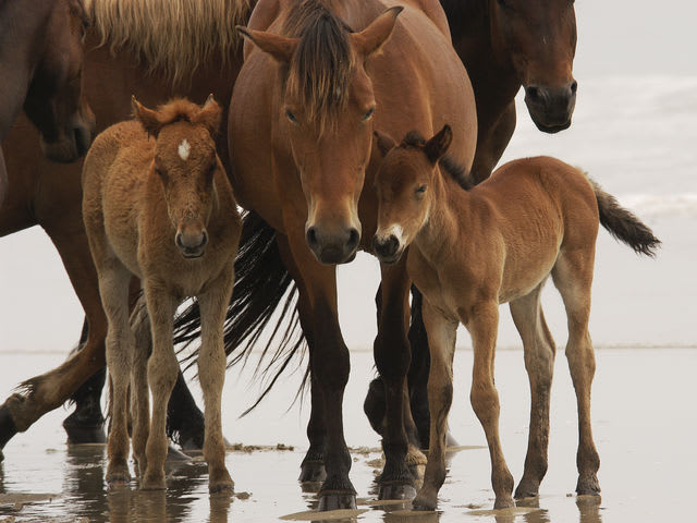 What Is A Young Female Horse Called