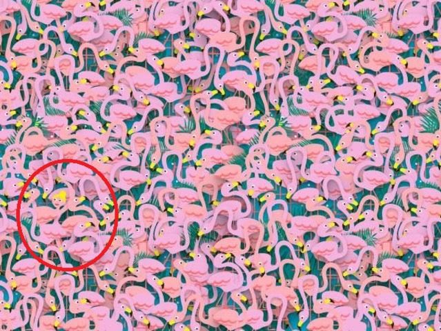 Canyou spot the ballerina hiding among all these flamingos? 