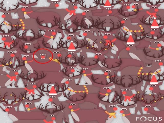 Canyou spot the Robin perched in this herd of Reindeer? 