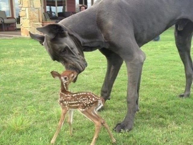 The Toughest "Dog" Quiz That You Will Ever Come Across