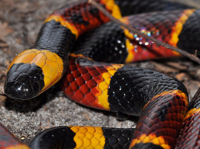 Is A Yellow And Black Snake Poisonous