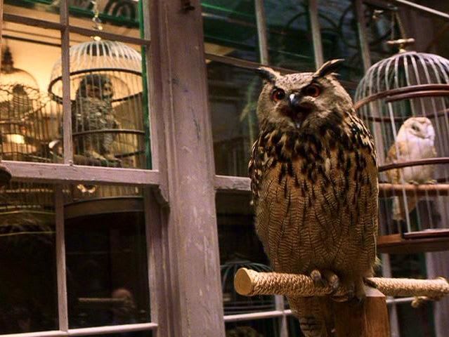 ty percy owl