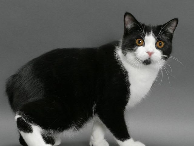 Which Breed is This Cat? | Playbuzz