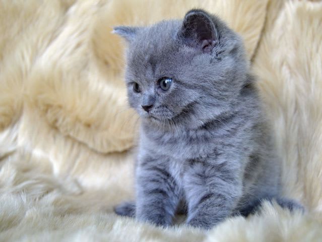 Which Breed is This Cat? | Playbuzz