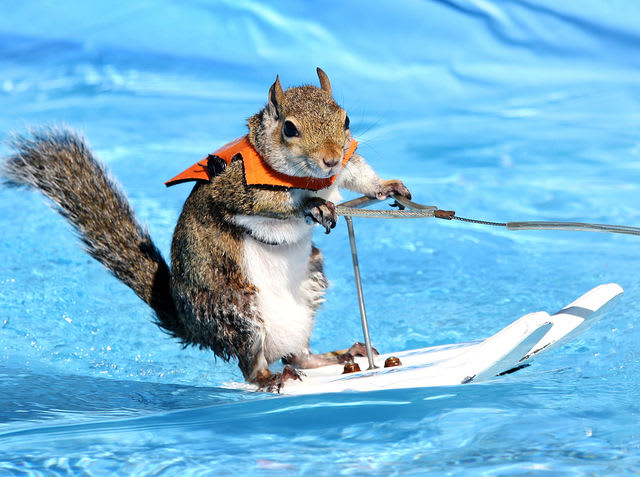 skiing squirrel shirt