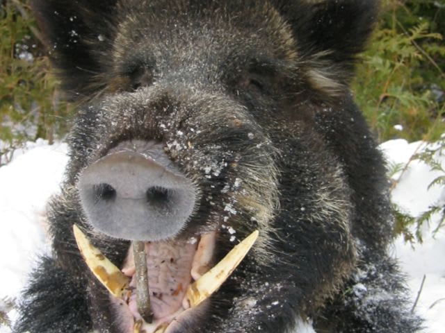 You encounter a wild boar as you stroll through the forest. Your response would be to.....