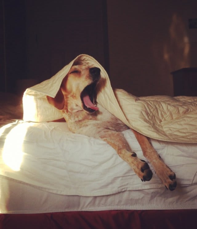 Time to rise and shine! How do you start your pawsome day?