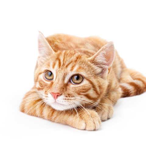 What Is Your Warrior Cat Name Clan And Personality