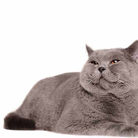 What Is Your Warrior Cat Name Clan And Personality