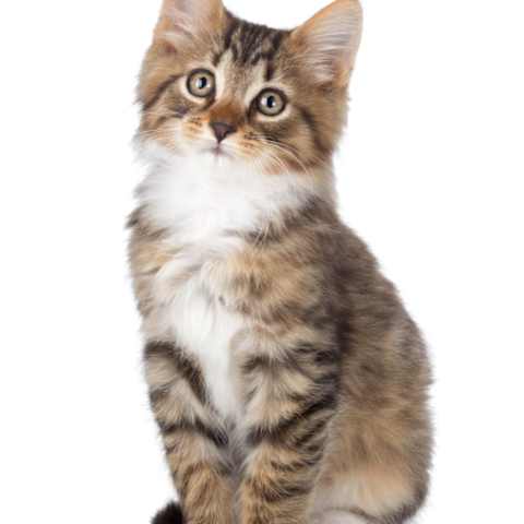 What Is Your Warrior Cat Name Clan And Personality
