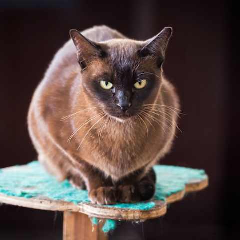 What Is Your Warrior Cat Name Clan And Personality