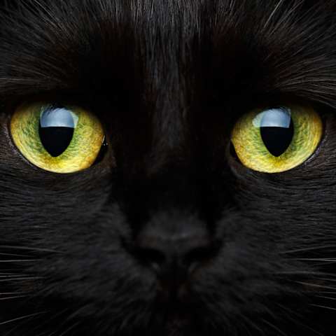 What Is Your Warrior Cat Name Clan And Personality