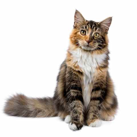 What Is Your Warrior Cat Name Clan And Personality