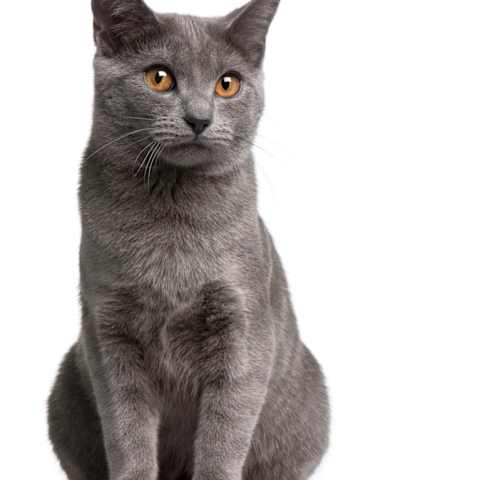 What Is Your Warrior Cat Name Clan And Personality