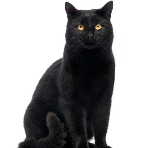 What Is Your Warrior Cat Name Clan And Personality