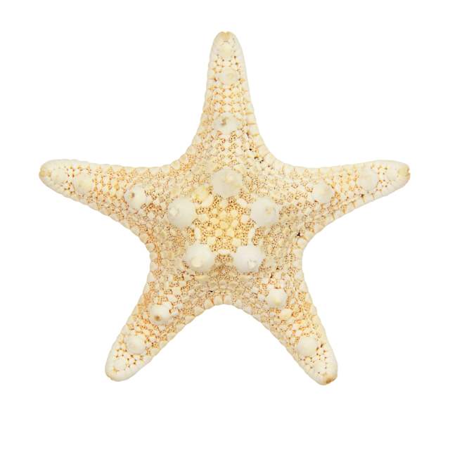 star fish