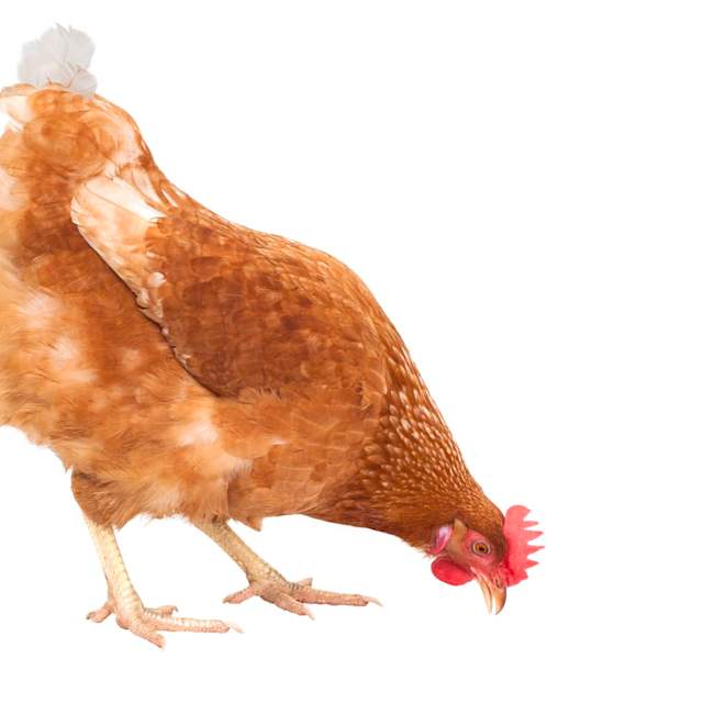 land food