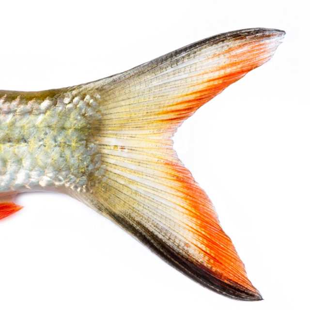  A mermaids tail