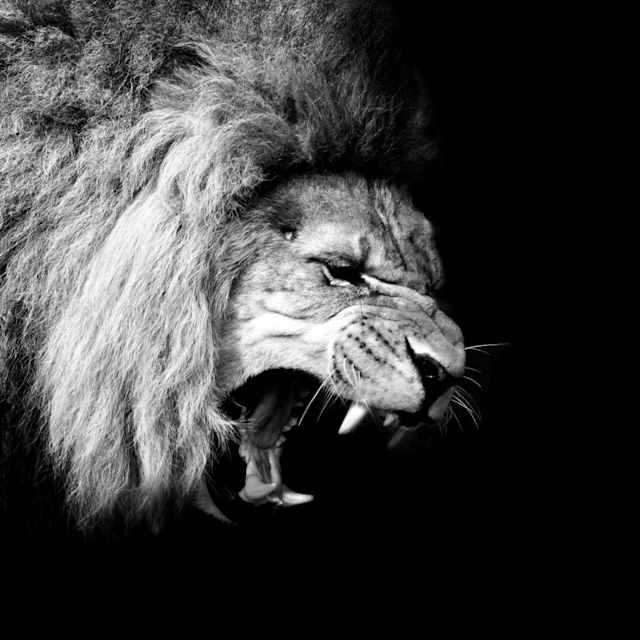 The fierce lion?