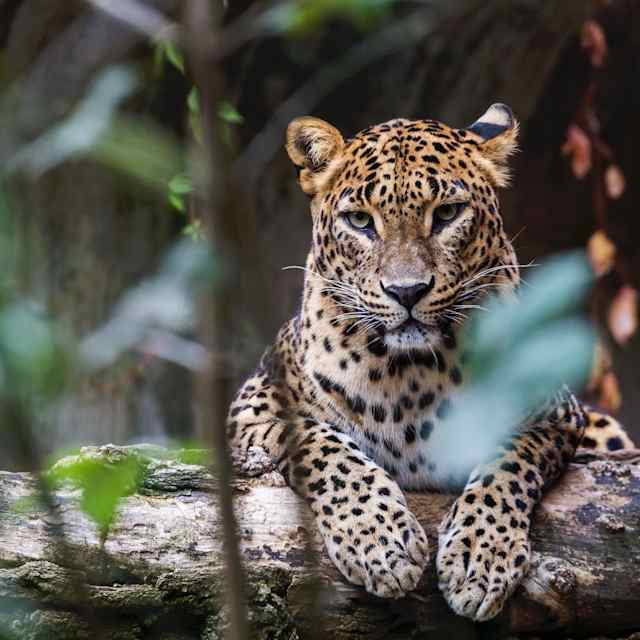 The heart-warming Leopard? 