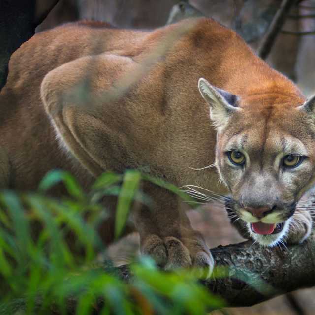 The exploring puma?