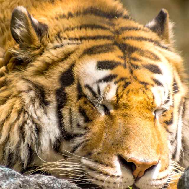 The laid back tiger?