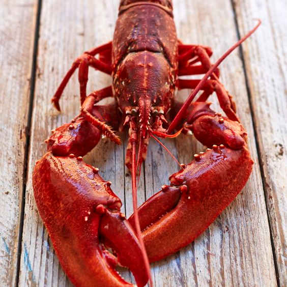 lobster