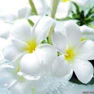 White (I know its a shade)