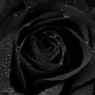 Black (I know its a shade)