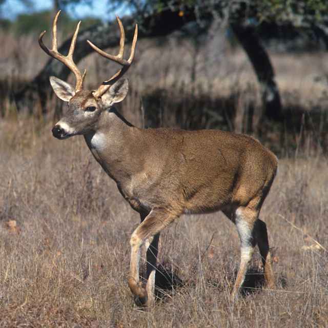 I would feed on the wildlife in the woods.