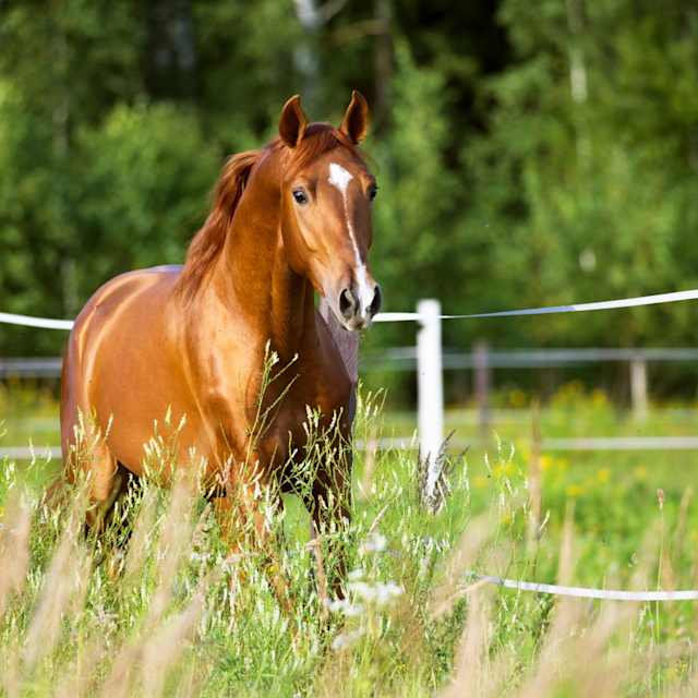 Horse