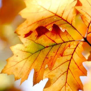 Fall