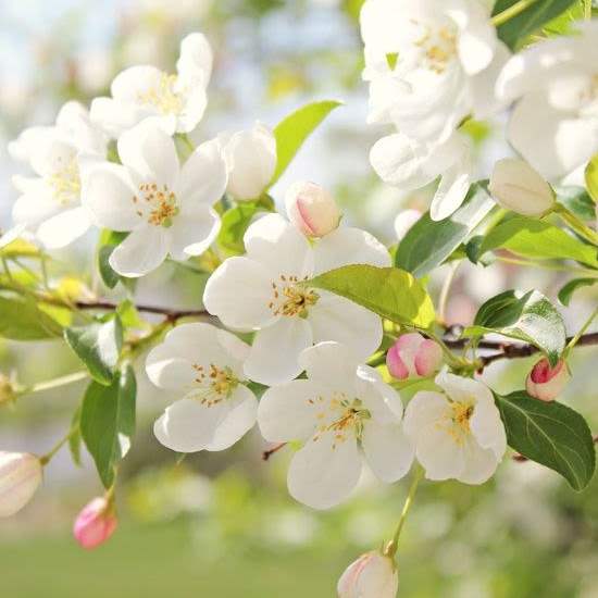 Spring