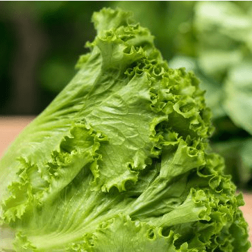 Lettuce