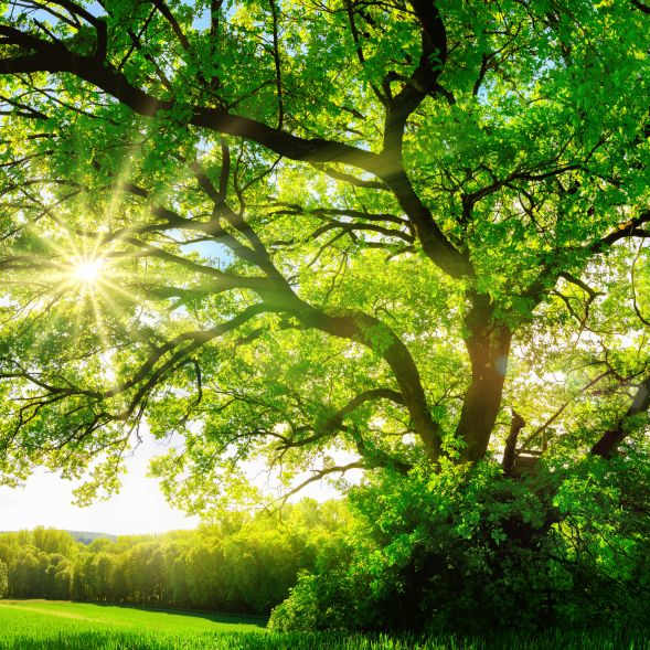 oak