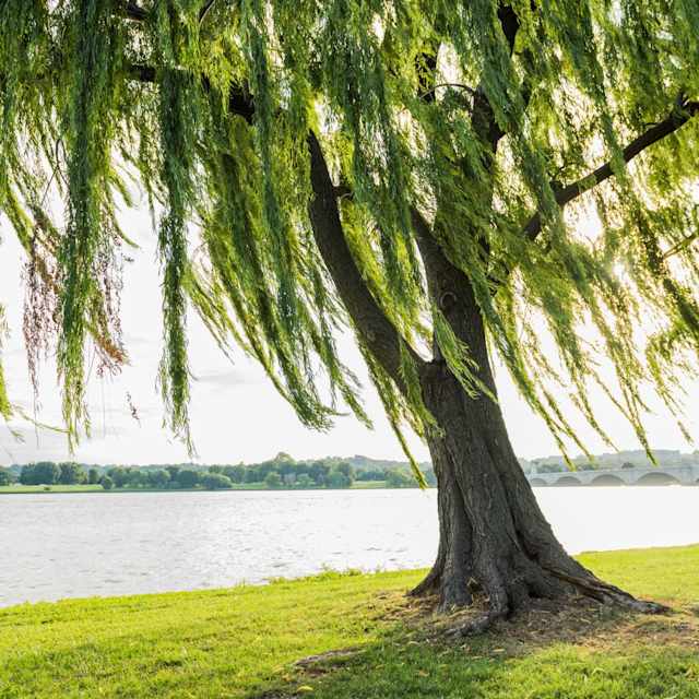 willow