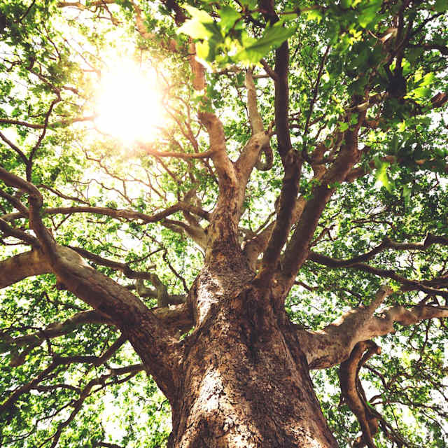 sycamore