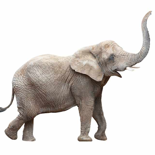 ELEPHANT/GIRAFFE/RHINO