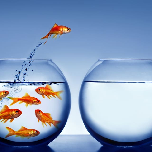 FISH