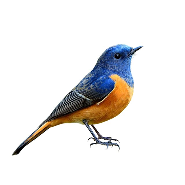 BIRDS