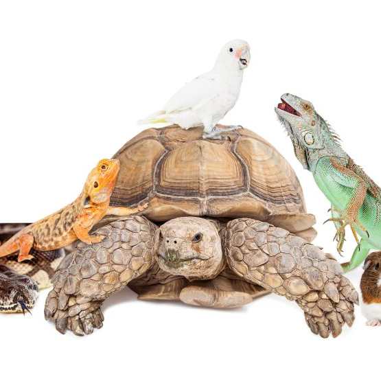 REPTILES