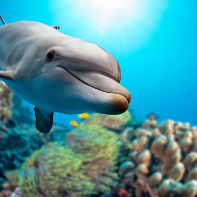 DOLPHIN/WHALE