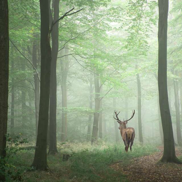 deer