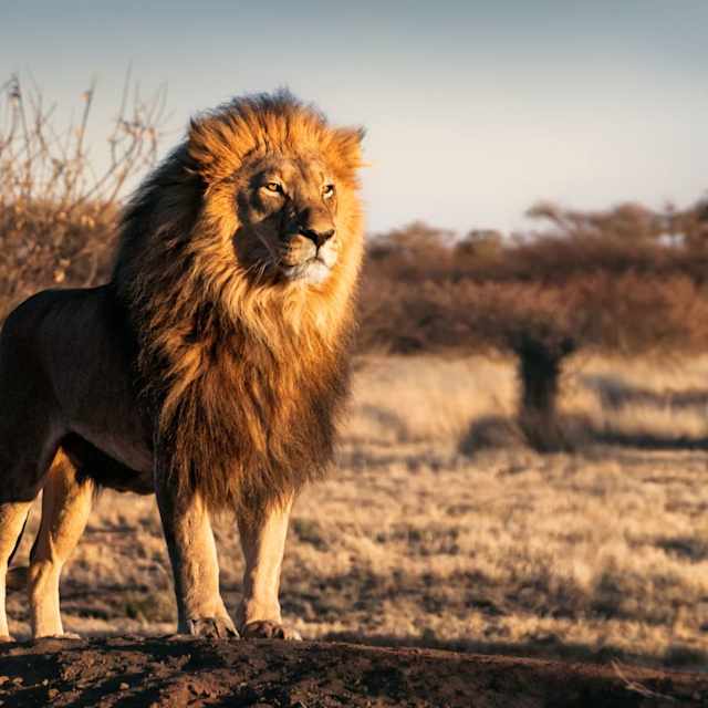 lion