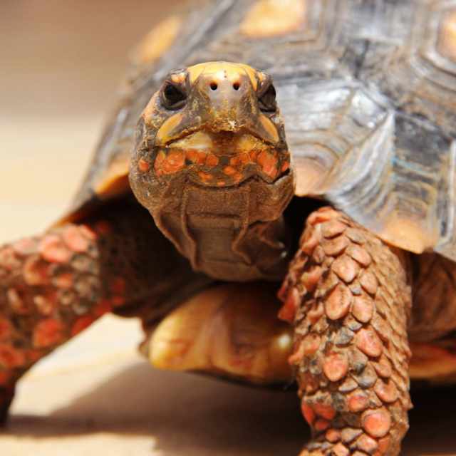 tortoise