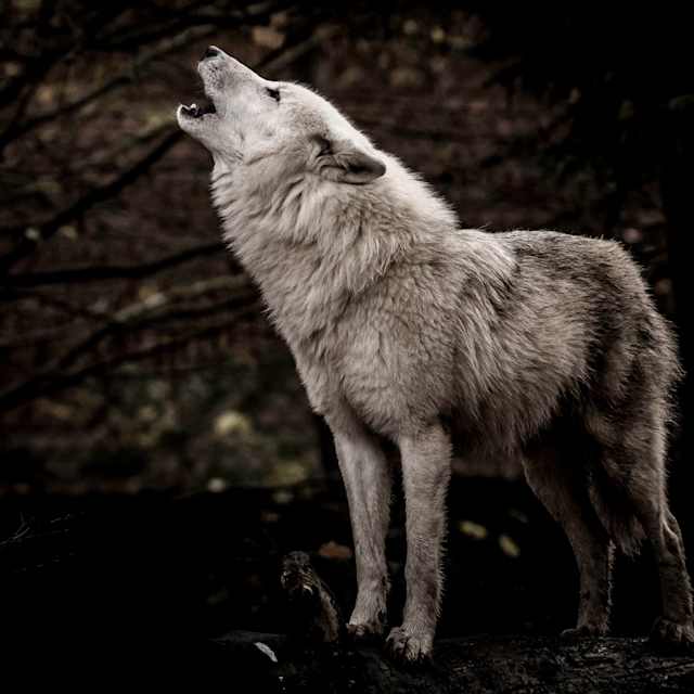 wolf